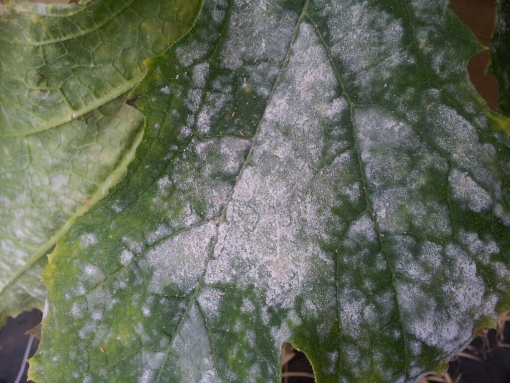 Mildew treatment Lovejoy